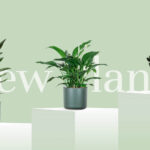 plants-store-new-plants-section-img-bg